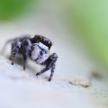 Jumping Spider (Pellenes nigrociliatus) Leela Channer